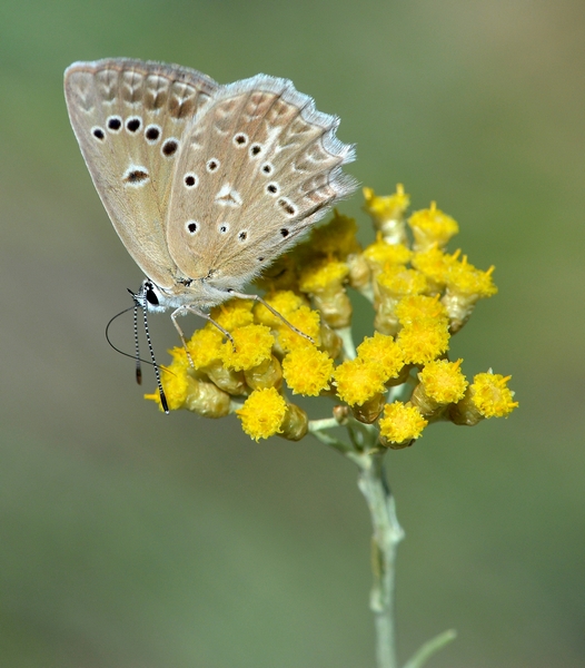 Polyommatus (Meleageria) daphnis